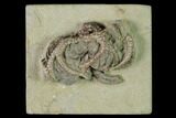 Fossil Crinoid (Gilbertsocrinus) - Crawfordsville, Indiana #150435-1